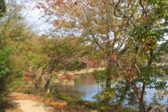 枯葉の舞い散る新池の散策路