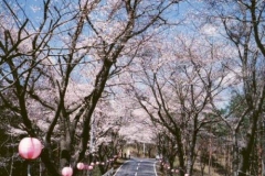 北山の桜