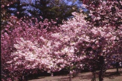 北山園内の桜